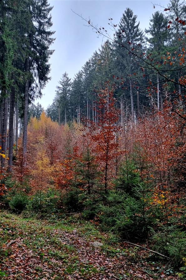 Fotky z výletu Olešnice - Starkoč - 13.11.2024